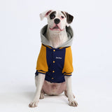 Collegejacke für Hunde– Blaugelb