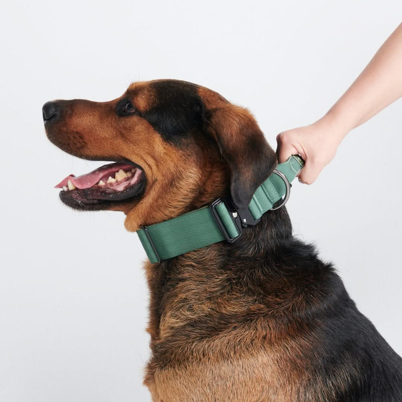 Taktisches Halsband für große Hunde - Grün