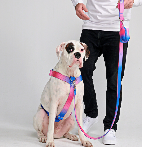 Komfort-Kontrolle No-Pull Hundegeschirr set - Rosa-Blau