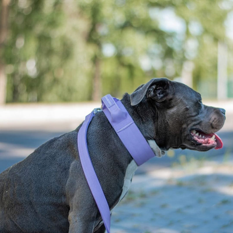 Taktisches Halsband für große Hunde - Lila