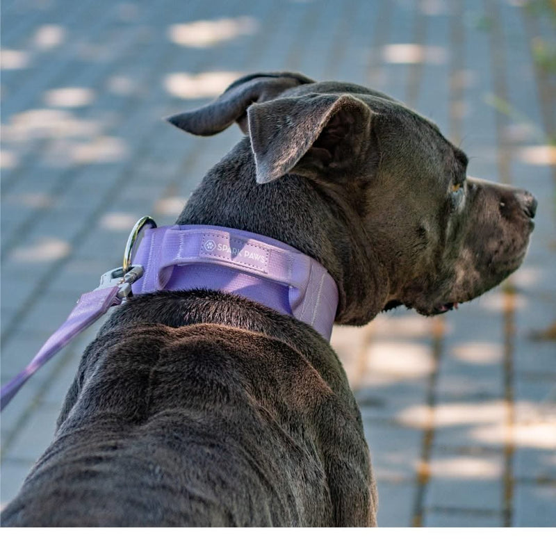 Taktisches Halsband für große Hunde - Lila